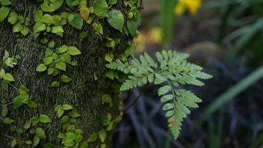 蕨类<strong>植物</strong>叶莫斯树树皮森林加州美国春天早....大气精致的小绿色爬虫<strong>植物</strong>树干春天仙女<strong>植物纯</strong>新鲜木荒野生态系统